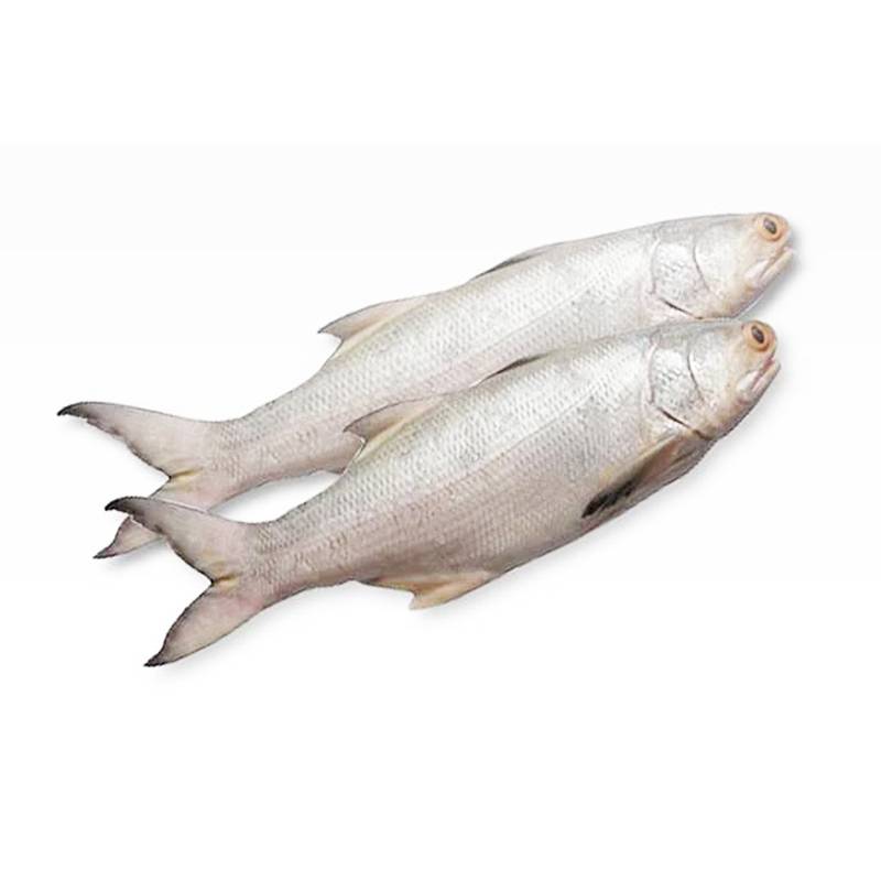 Maaga (Indian salmon)