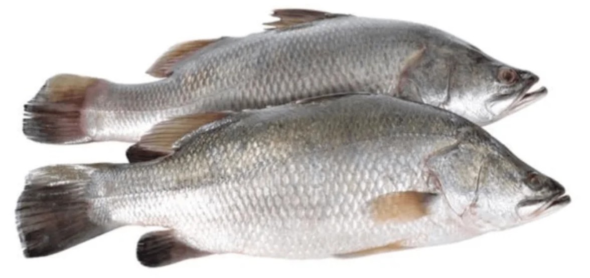 Pandugappa (Seabass)