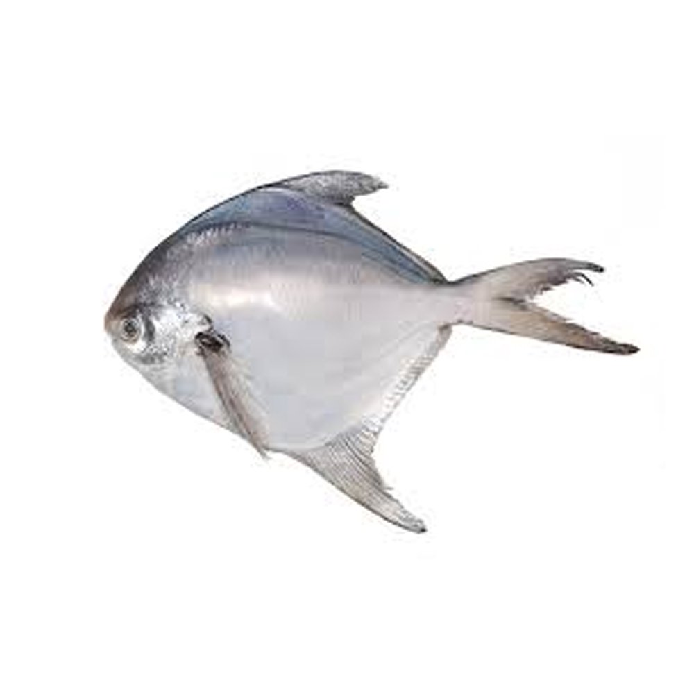 White pomfret