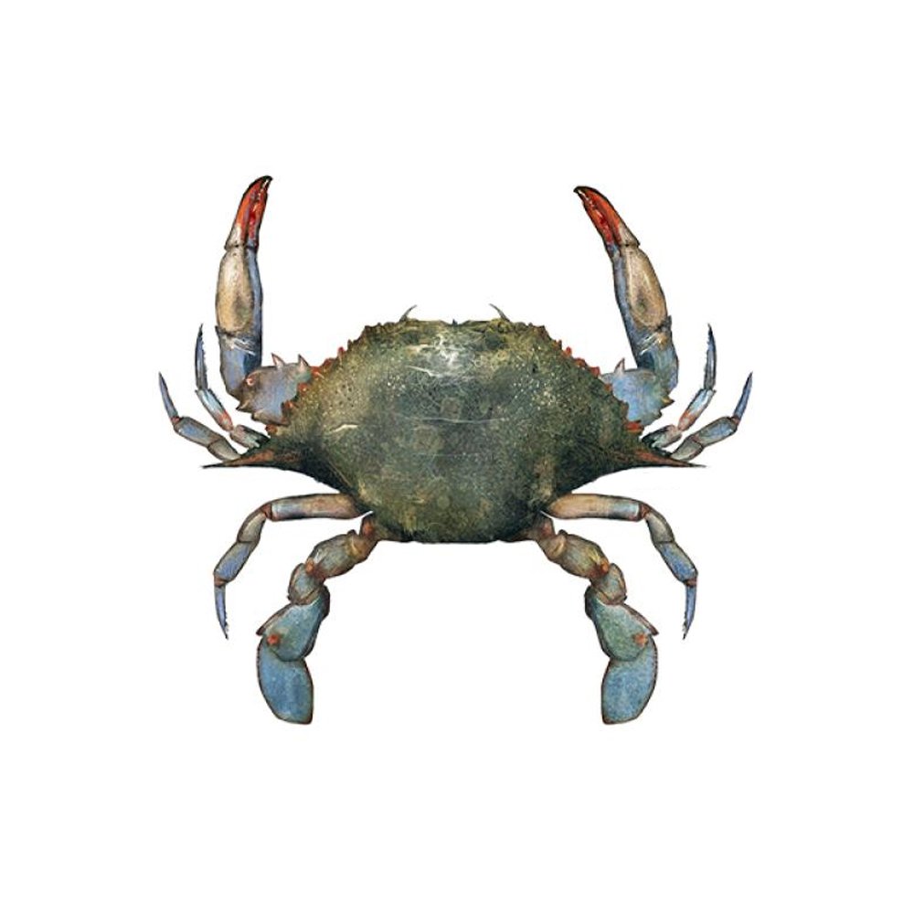 Blue crabs